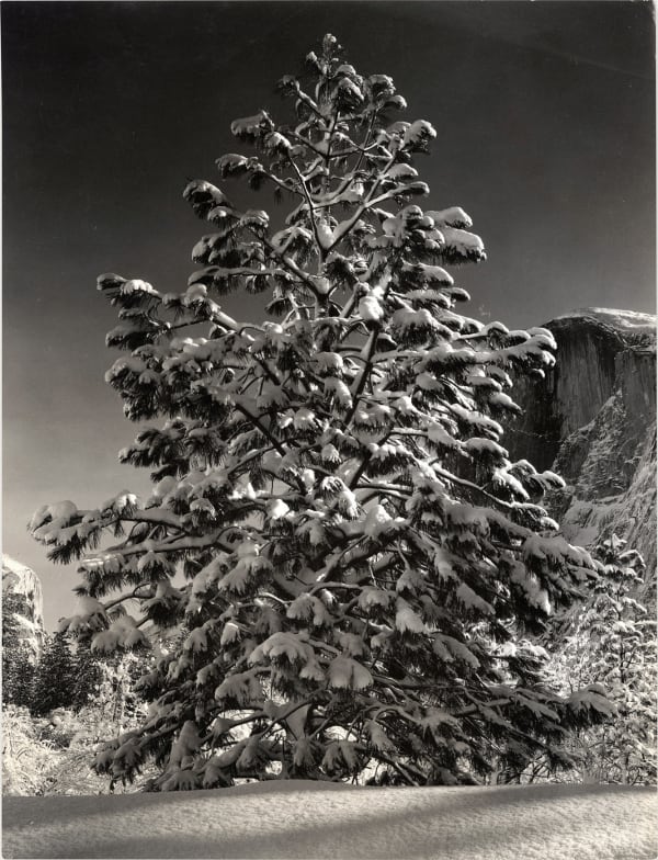 Ansel Adams, Tree in Snow, Yosemite, c. 1953