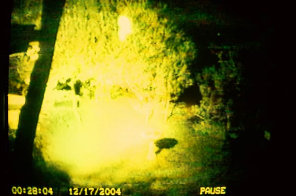 KALI, Yellow ET, Pacific Palisades, CA, 2004