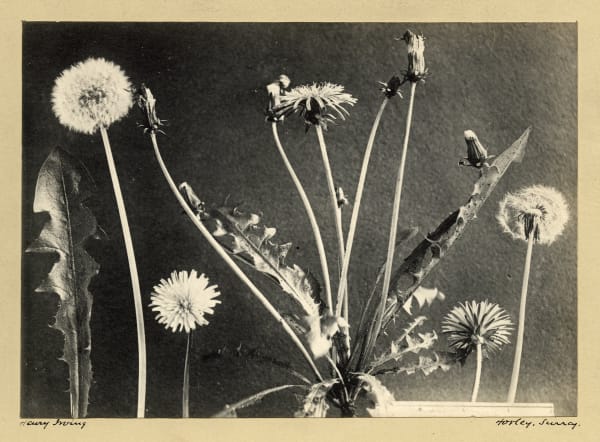 Henry Irving, Dandelion, c. 1900-10