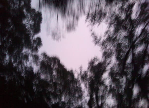 LEI Benben, Shadow of the Tree 树影 1, 2012