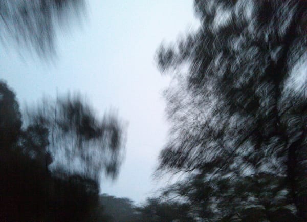 LEI Benben, Shadow of the Tree 树影 4, 2012