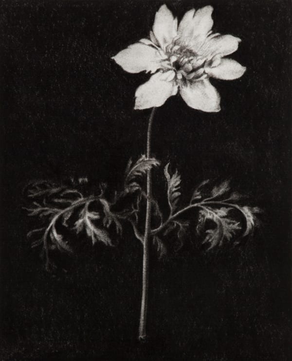 ZHANG Yunyao The Shape of the Day 白昼的轮廓, 2013 Graphite on felt 石墨毛毡 50.5 x 40 cm