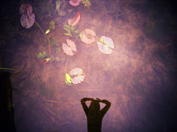 LEI Benben, Shadow on the Water, Lotus 水影·荷, 2005