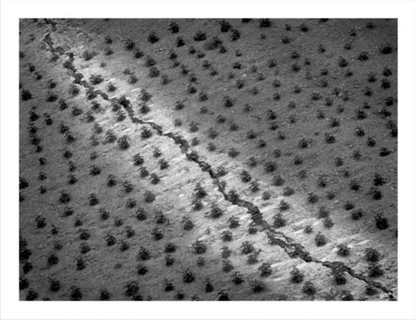 Potato Wangtuan, Ningxia Province 马铃薯 宁夏王团