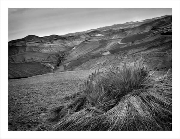 Wheat Yanglu, Ningxia Province 麦子 宁夏羊路