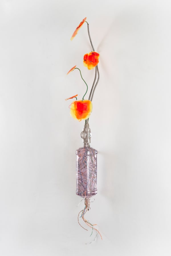 Gillian Brett, Lolium Rigidum var cruentus, 2025