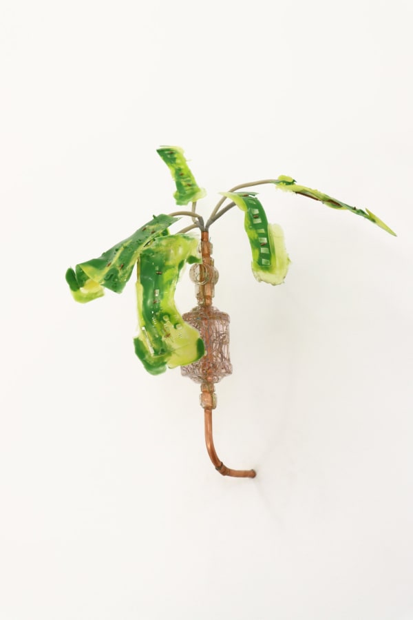 Gillian Brett, Eleusine Indica var Indica, 2022