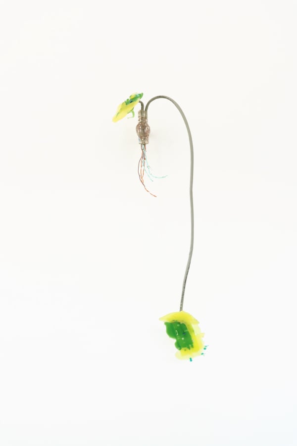 Gillian Brett, Bromus Driandus, 2022