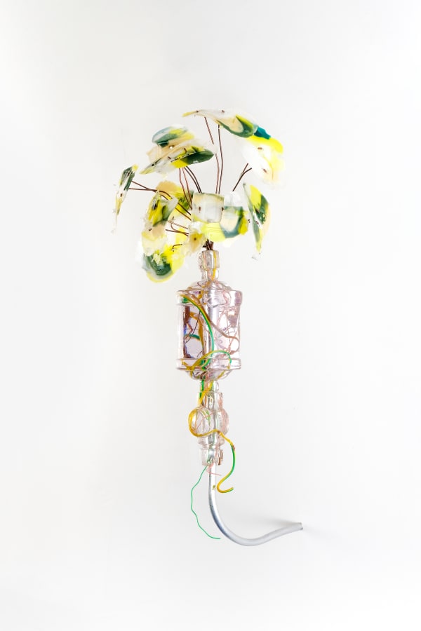 Gillian Brett, Parthenium hysterophorus var. lyratum, 2025