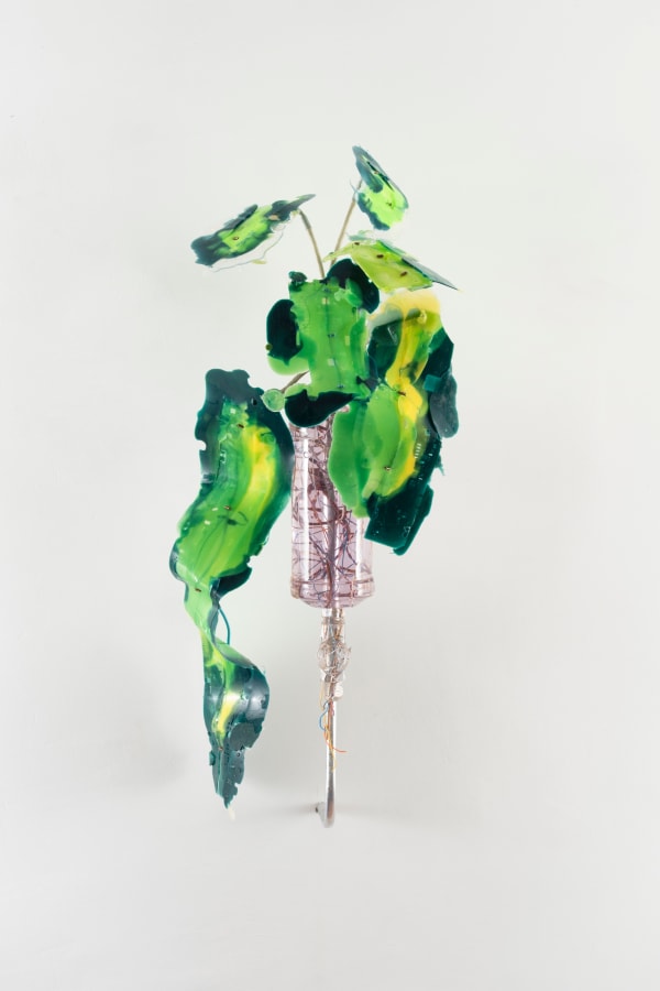 Gillian Brett, Amaranthus Palmeri var. palmeri, 2025