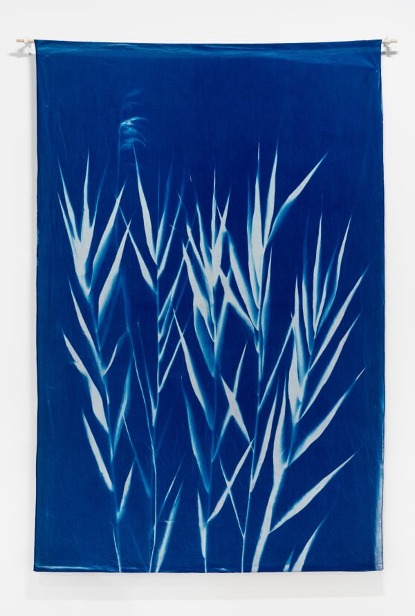 Anahita Norouzi, Hiding in Plain Sight, 2022