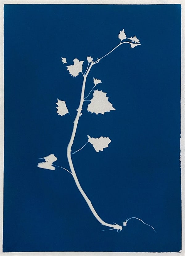 Anahita Norouzi, Displaced Garden 1, 2021