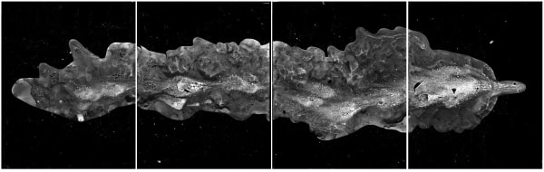 Michael Flomen Coming, 2012 Silver gelatin print 22 ½ x 72 inches 57.1 x 182.9 cm