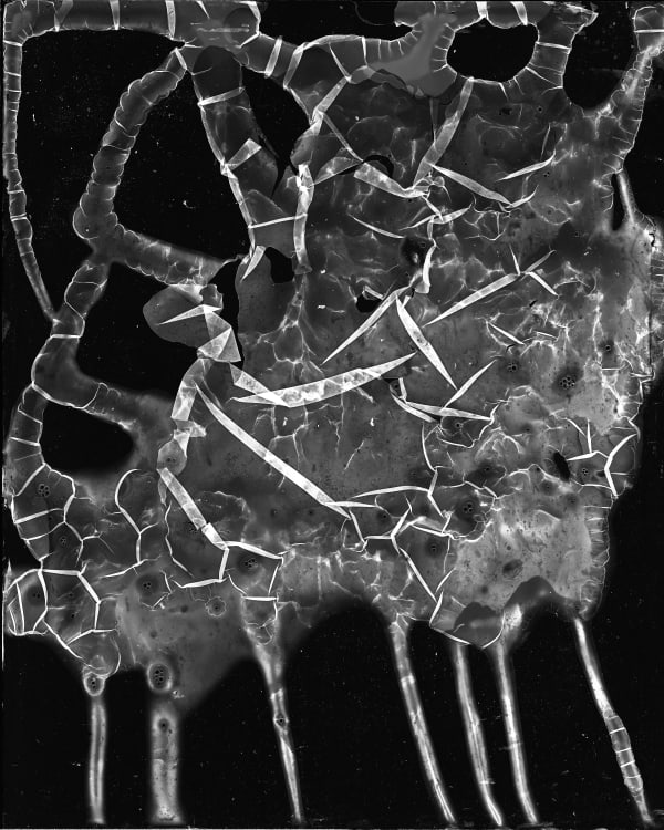 Michael Flomen X-Oid No.4, 2015 Gelatin Silver Toned Print 44 x 34 inches 111.8 x 86.4 cm 1/3 (Edition record)