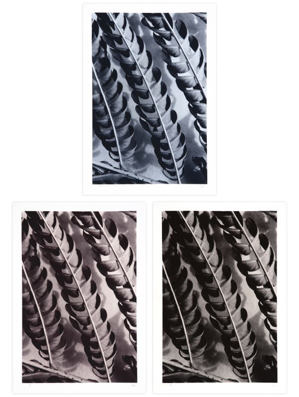 Silktree Leaves | 3 Variations