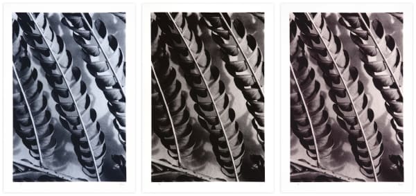 Ray Charles White Durham Press Silktree Leaves series Photo screenprint edition