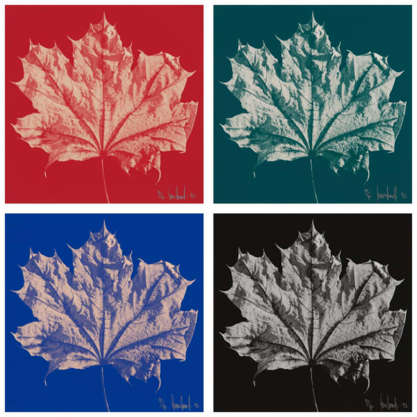 Maple Leaf Prints