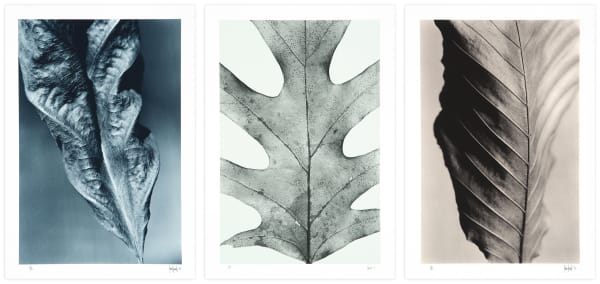 Ray Charles White, Cuttalossa Suite, 1993