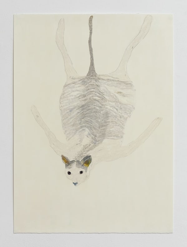 Elham Rokni, Wildcat