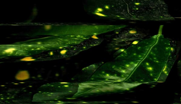 Noa Zait, Untitled, 2025