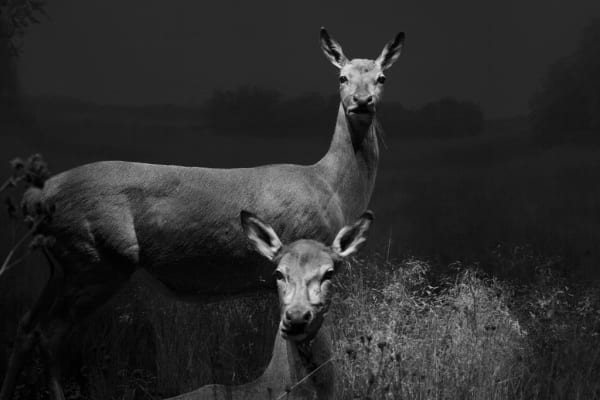 Yossi Breger, Does (Taxidermy), Stockholm, 2010