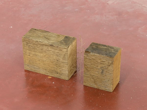 Daniel Steegmann Mangrané, (18 x 11), 2020