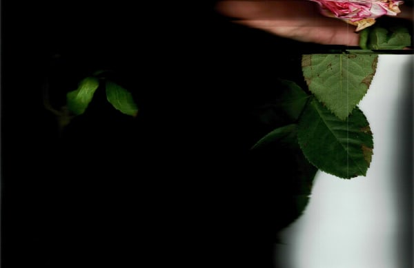 Noa Zait, Untitled (Rose), 2025