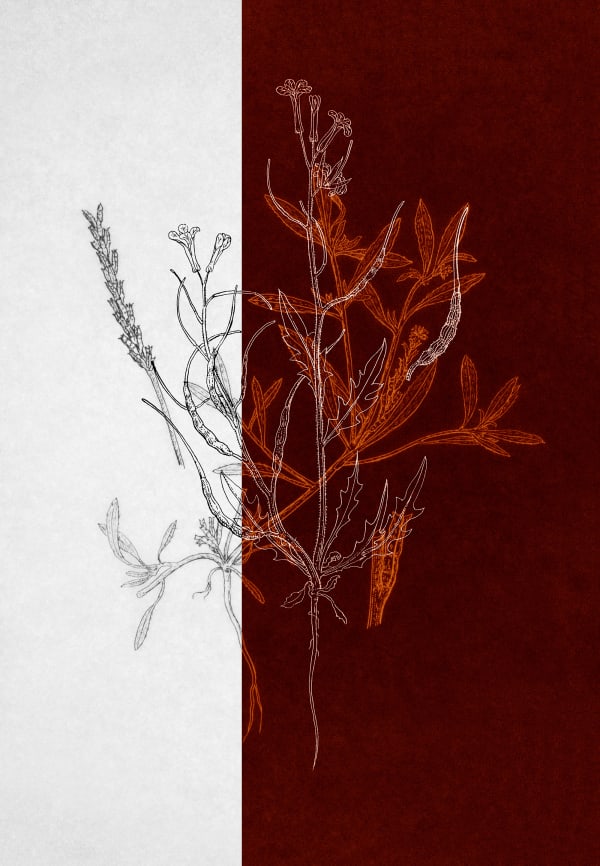 Dor Guez, Knowing the Land #1, 2022