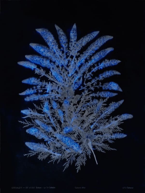 Dor Guez, Lilies of the field #3, Jerusalem, Calvary Altar, 2020