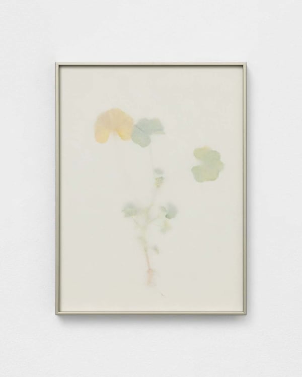 Dor Guez, Khubayza, 2024