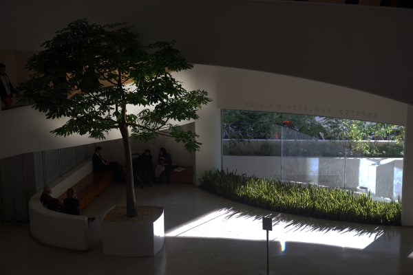 Eamon O'Kane, Trees, 1992 - 2021