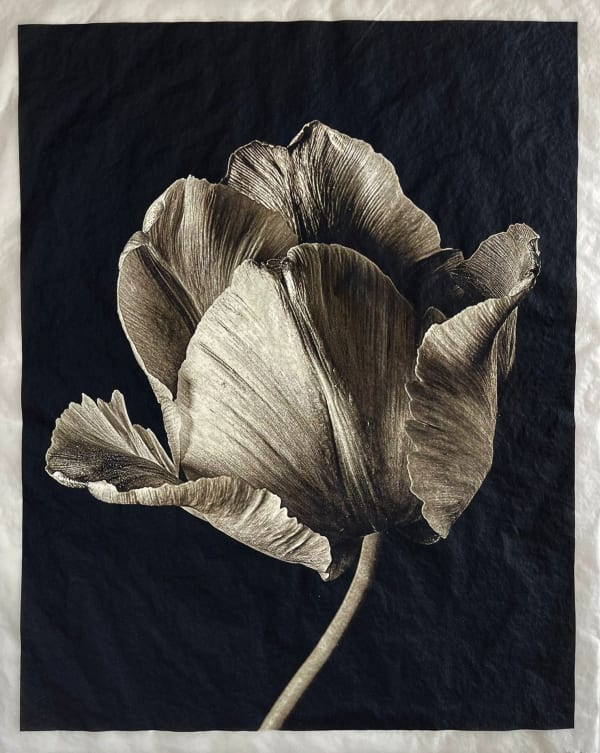 Jan C. Schlegel, Tulip #5, 2023