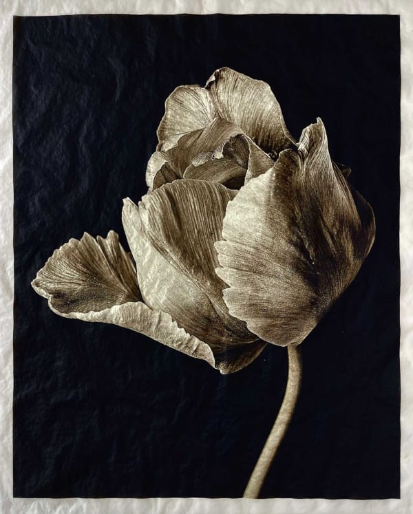 Jan C. Schlegel, Tulip #2, 2023