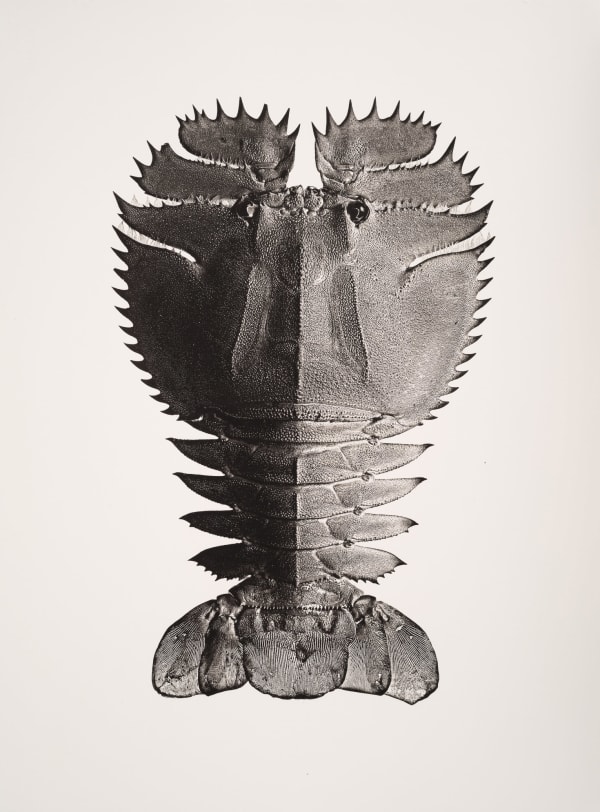 Jan C. Schlegel, Thenum Orientalis, 2018