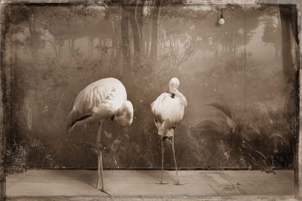 Jan Gulfoss, Deux flamants roses, c. 2013-2016
