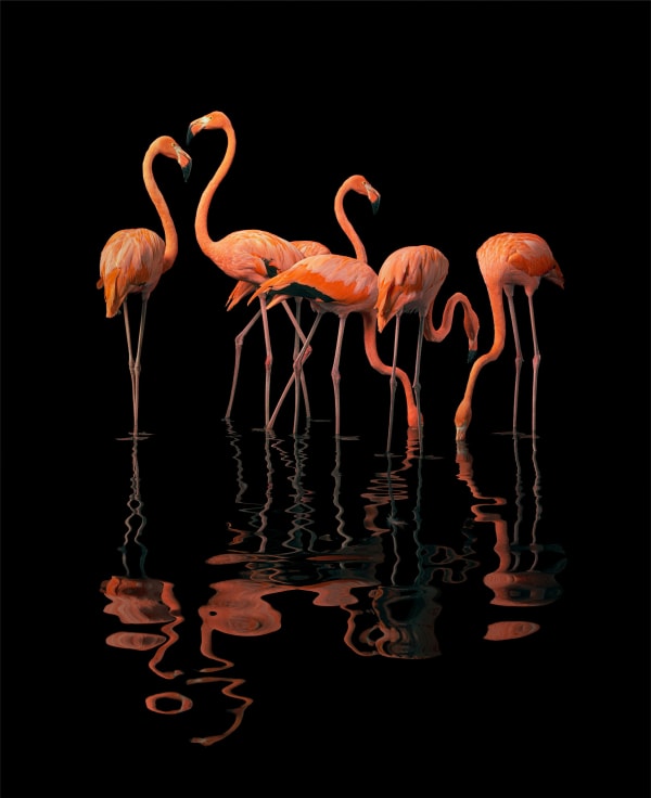 Tim Flach, Flamboyance, 2021