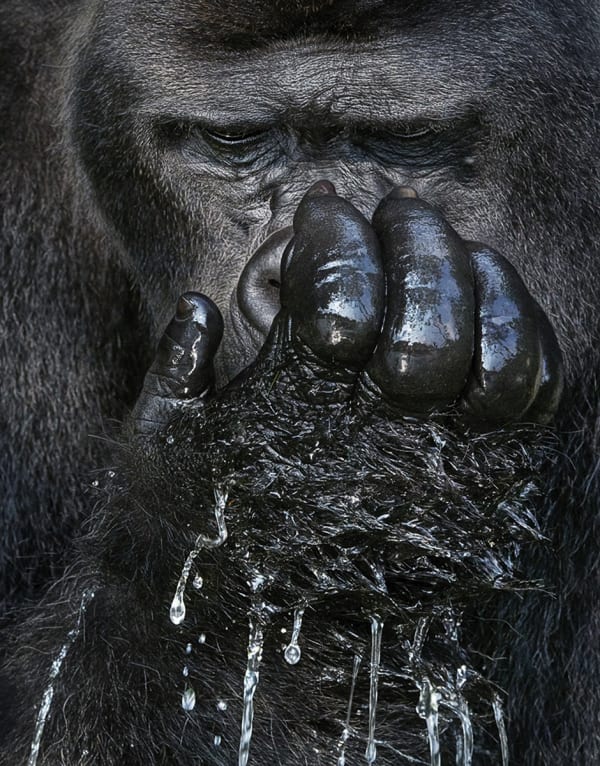Tim Flach, Western Lowland Gorilla Drinking, 2017