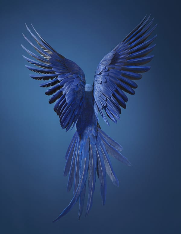 Tim Flach, Hyacinth Macaw, 2017