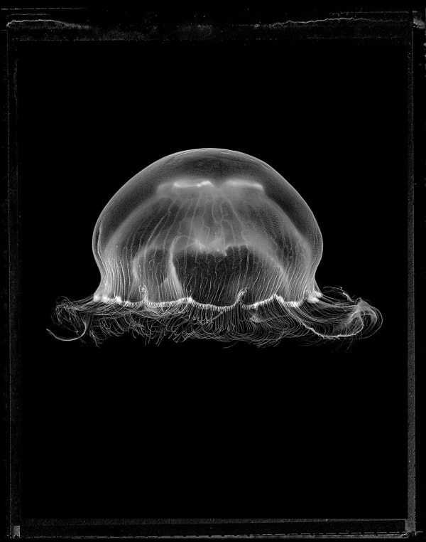 Jan C. Schlegel, Moon Jellyfish #2 (Aurelia Aurita), 2023