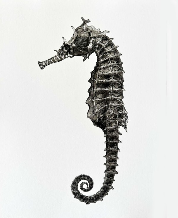 Jan C. Schlegel, Hippocampus Barbouri (Female, dry), 2018