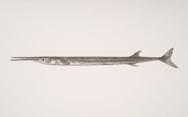 Jan C. Schlegel, Belonidae, 2018