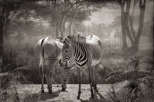 Jan Gulfoss, Zebres de Grevy devant un Décor, 2016