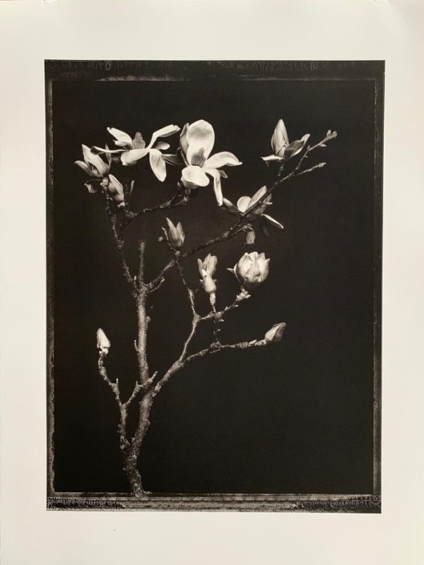Jan C. Schlegel, Magnolias, 2021