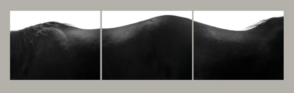 Equus