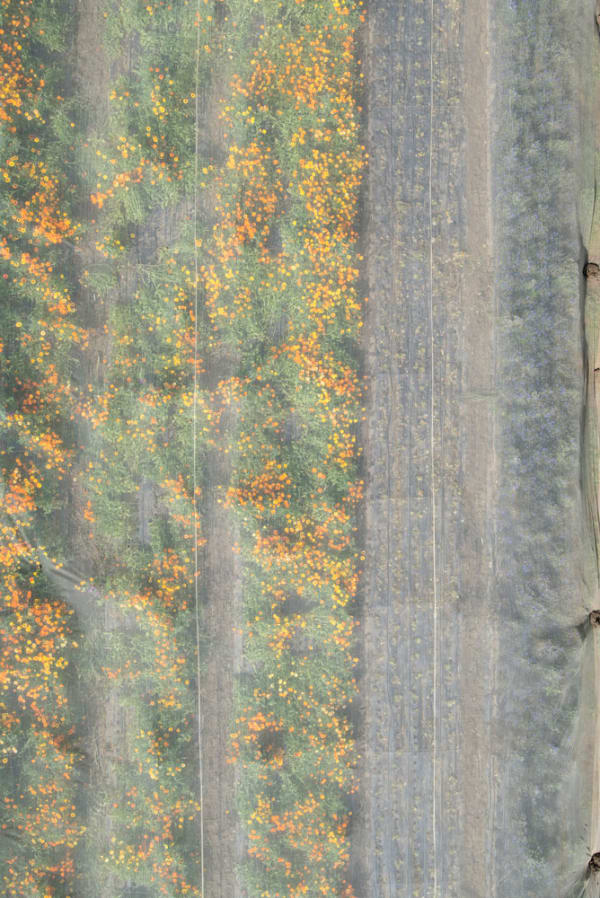 Stephan Zirwes, Covered Blumen Gelb, 2014