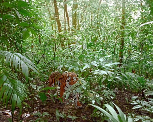 Dean West & Nathan Sawaya, Malayan Tiger, 2019