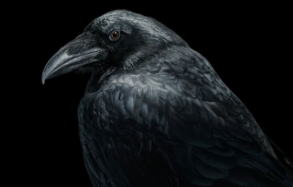 Tim Flach, Raven, 2021