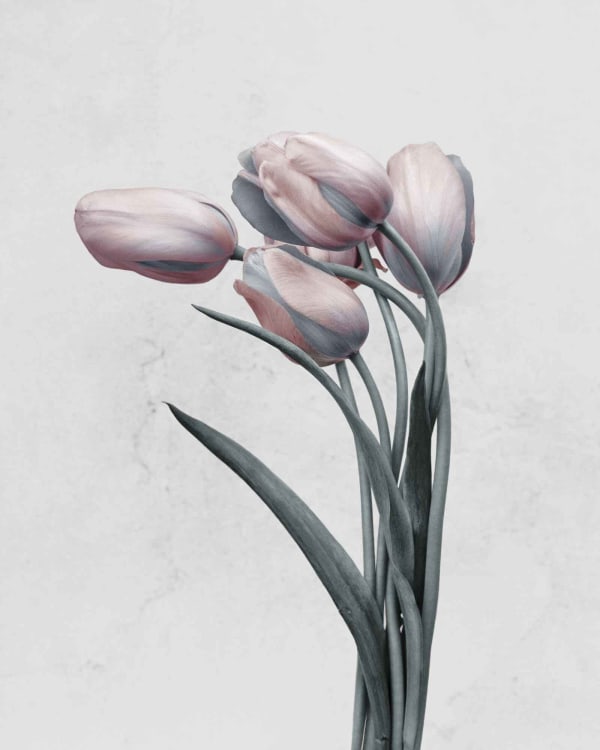 Vee Speers, Botanica #18 (Tulipa Gesneriana), 2016