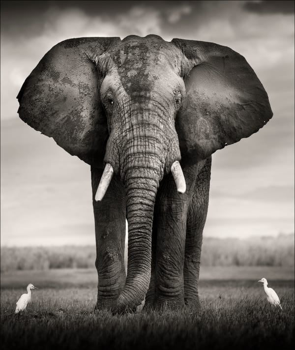 Joachim Schmeisser, Bull with two Birds , Kenya, 2017