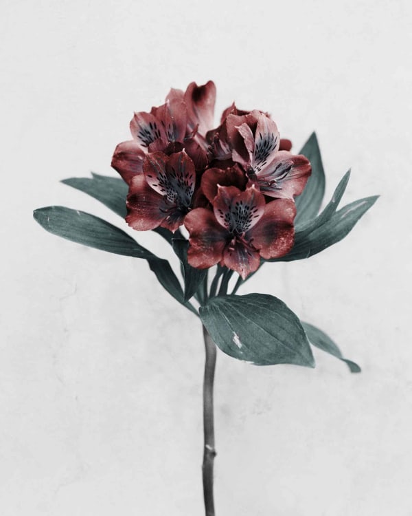 Vee Speers, Botanica #8 (Alstroemeria), 2016